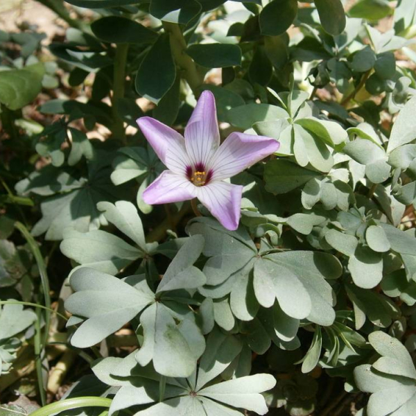 OXALIS adenophylla - Oxalyde, Trèfle