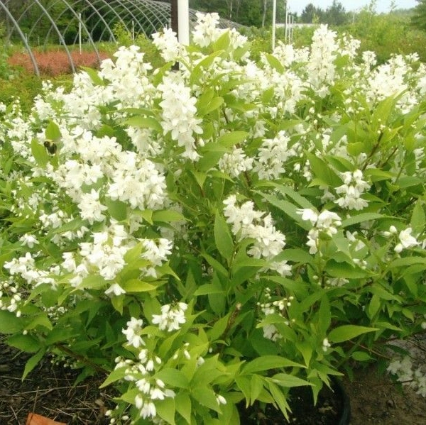 DEUTZIA crenata 'Nikko' - Deutzia nain