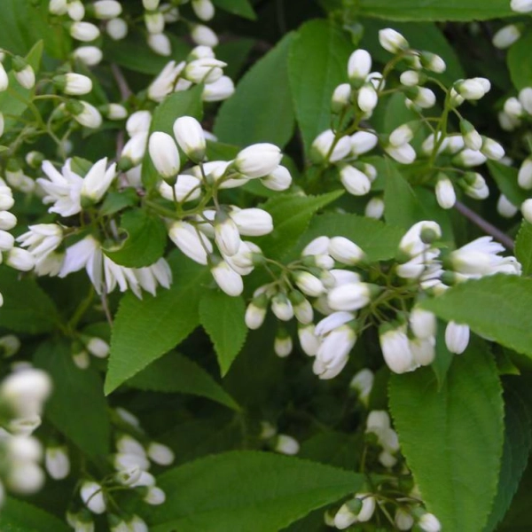 DEUTZIA gracilis - Deutzia
