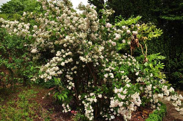 DEUTZIA hybride 'Mont Rose' - Deutzia à fleurs rose