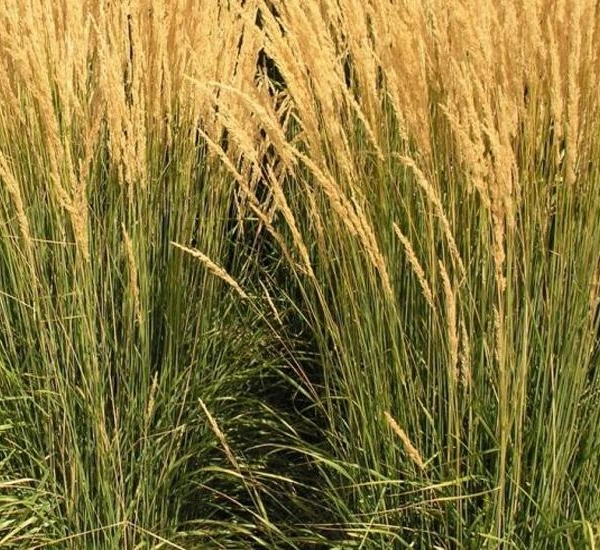 CALAMAGROSTIS acutiflora 'Karl Foerster' - Graminée, Calamagrostide