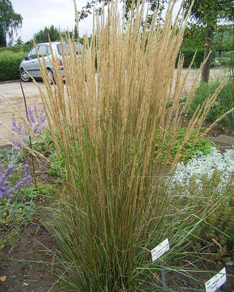 CALAMAGROSTIS acutiflora 'Overdam'