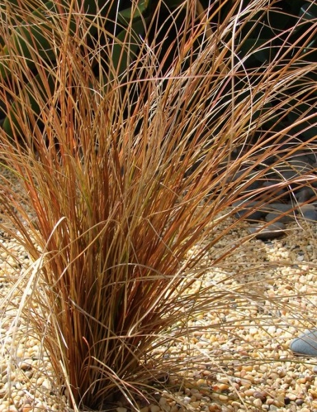 CAREX buchananii