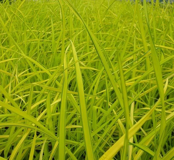 CAREX elata 'Aurea'