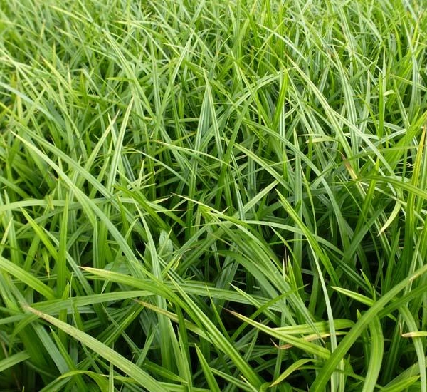 CAREX foliosissima 'Irish Green'