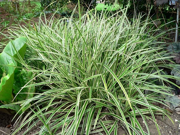 CAREX morrowii 'Ice Dance' - Graminée, Laîche