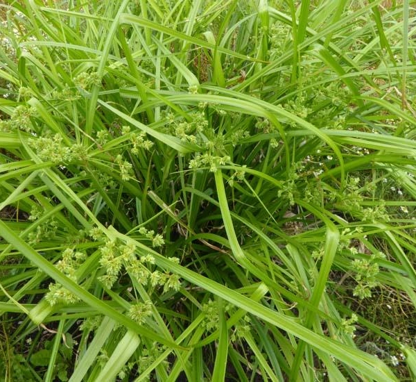 CAREX grayi - Graminée, Laîche