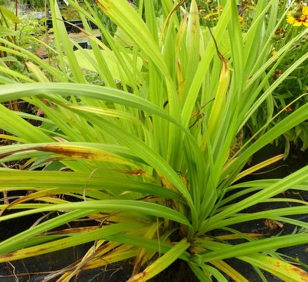 CAREX pendula - Graminée, Laîche