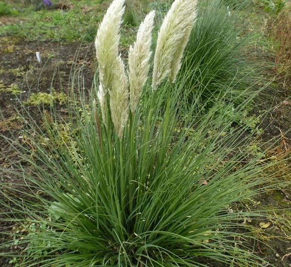 CORTADERIA selloana 'Pumila' - Herbe de la pampa 'Pumila'
