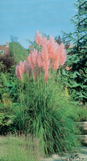 CORTADERIA selloana 'Rosea' - Herbe de la Pampa rose