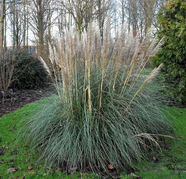 CORTADERIA selloana - Herbe de la pampa blanche