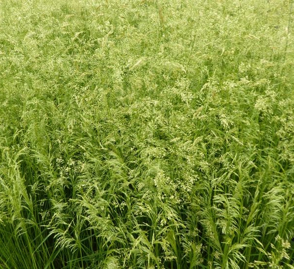 DESCHAMPSIA cespitosa 'Goldschleier'