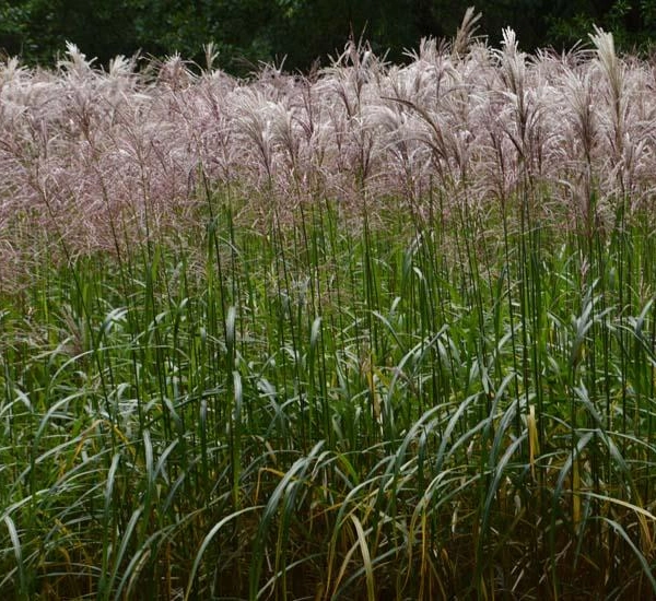 MISCANTHUS sinensis 'Malepartus' - Graminée, Eulalie 'Malepartus'