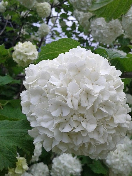HYDRANGEA 'Blanc'
