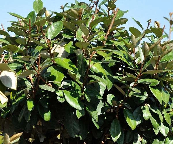 ELAEAGNUS ebbingei 'Compacta'