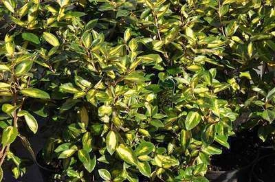ELAEAGNUS ebbingei 'Limelight' - Chalef 'Limelight', Eleagnus