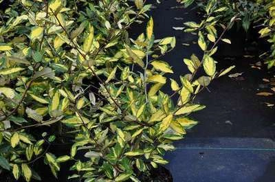 ELAEAGNUS pungens 'Maculata' - Chalef piquant 'Maculata', Eleagnus