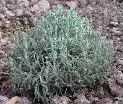 SANTOLINA chamaecyparissus 'Edward Bowles' - Santoline petit Cyprès
