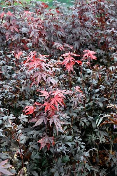 ACER palmatum 'Bloodgood' - Erale de japon à feuilles rouge foncée