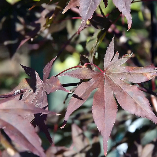 ACER palmatum 'Bloodgood' - Erale de japon à feuilles rouge foncée