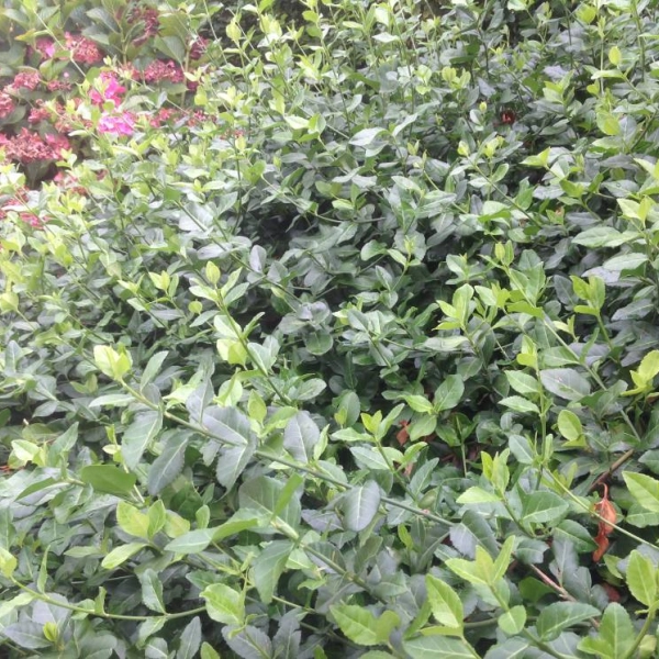 EUONYMUS fortunei 'Coloratus' - Fusain rampant, couvre-sol à feuilles persistantes 'Coloratus'.