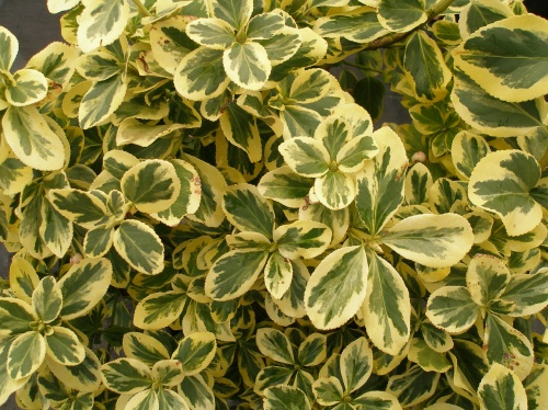 EUONYMUS fortunei 'Canadale Gold' - Fusain à feuilles persistantes 'Canadale Gold'