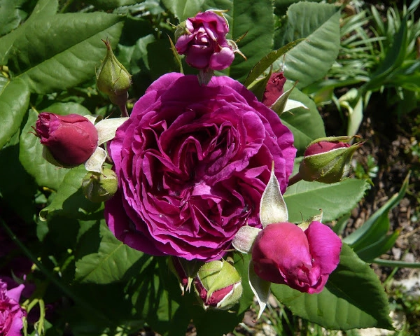 ROSIER arbustif 'PURPLE LODGE' ® Ora2437