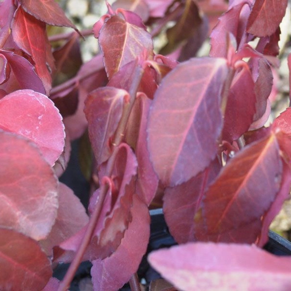 EUONYMUS fortunei 'Dart's Blanket' - Fusain à feuilles persistantes 'Dart's Blanket'