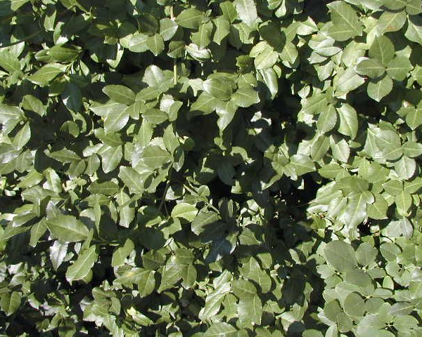 EUONYMUS fortunei 'Dart's Blanket' - Fusain à feuilles persistantes 'Dart's Blanket'