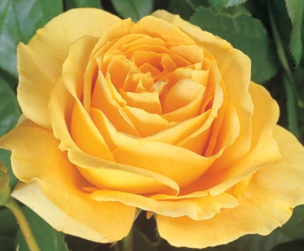 ROSIER Grande fleur 'BATACLAN' ® Tan 94488