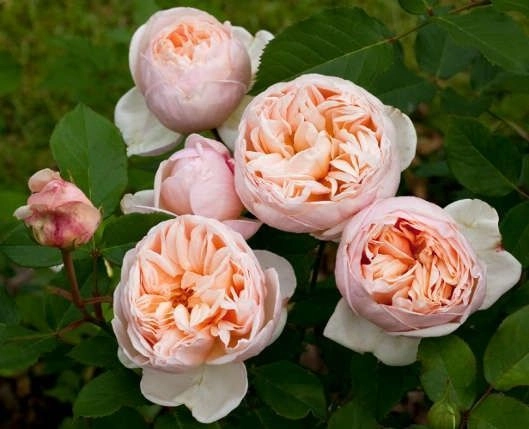 ROSIER Grande fleur 'BELLE ROMANTICA' ® Meigamancey