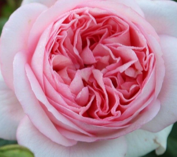 ROSIER Grande fleur 'BOBINO' ® Tan 04608