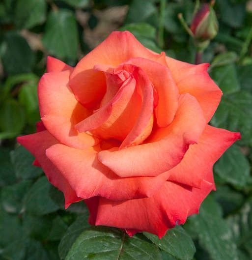 ROSIER Grande fleur 'CHRISTOPHE COLOMB' ® Meironsse