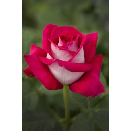 ROSIER Grande fleur 'MONICA BELLUCCI' ® Meimonkeur
