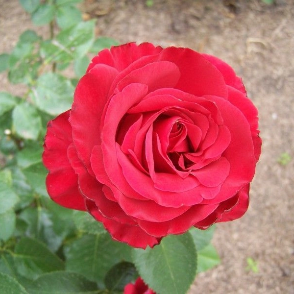 ROSIER Grande fleur 'NEFERTITI' ® Dorfarou