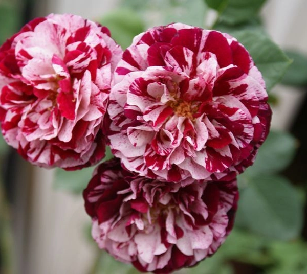 ROSIER Grande fleur 'NEW IMAGINE' ® Dormelo
