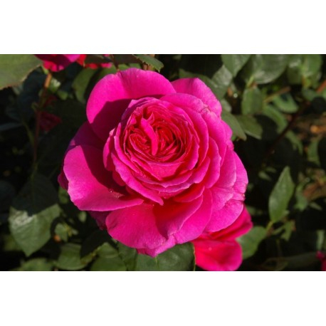 ROSIER Grande fleur 'NUIT D'ORIENT' ® steibigpu