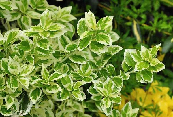 EUONYMUS fortunei 'Emerald'n Gaiety' - fusain rampant à feuilles persistantes et panachées 'Emerald Gaiety'