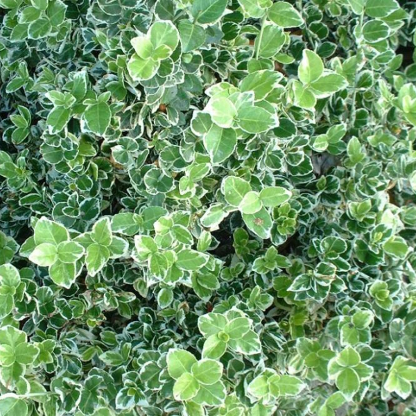EUONYMUS fortunei 'Emerald'n Gaiety' - fusain rampant à feuilles persistantes et panachées 'Emerald Gaiety'