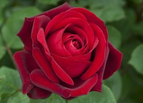 ROSIER Grande fleur 'PAPA MEILLAND' ® Meicesar