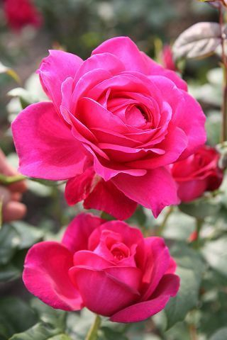 ROSIER Grande fleur 'PARFUM DE HONFLEUR' ® Tan 04179