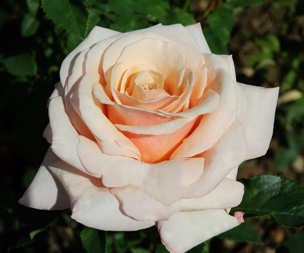ROSIER Grande fleur 'PAUL RICARD' ® Meinivoz