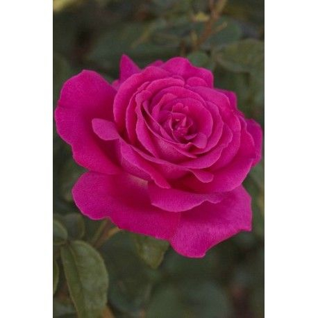 ROSIER Grande fleur 'SEXY PERFUMELLA ® Meimirtylus
