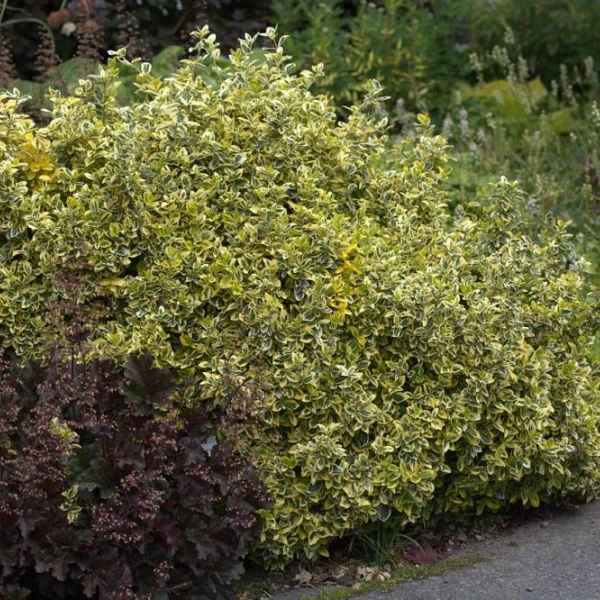 EUONYMUS fortunei 'Emerald'n Gold'