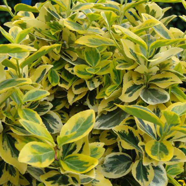 EUONYMUS fortunei 'Emerald'n Gold'