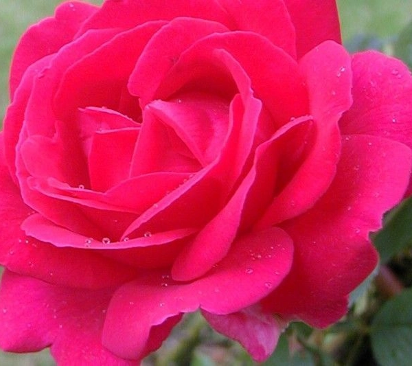 ROSIER Grimpant 'PAUL SCARLET CLIMBER'