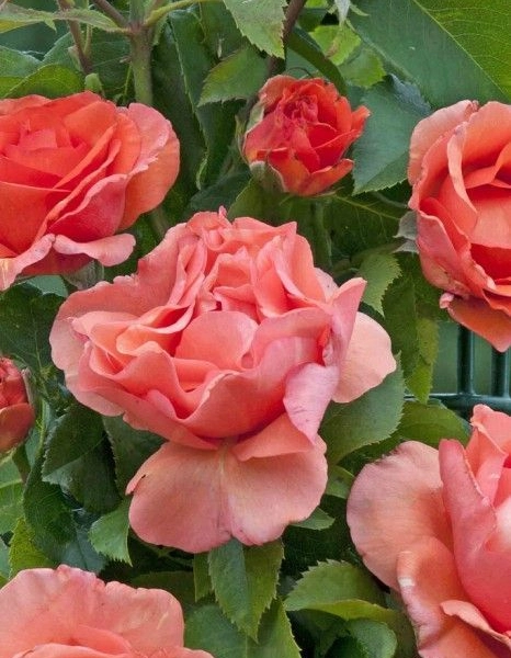 Rosier Grimpant 'PLEIN SUD ® Lapsud