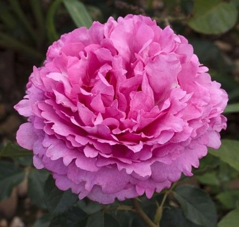 Rosier Grimpant 'YVES PIAGET' ® Keitsupiatsu