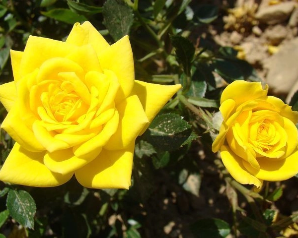 ROSIER Miniature 'BIJOU D'OR ® Tanledolg
