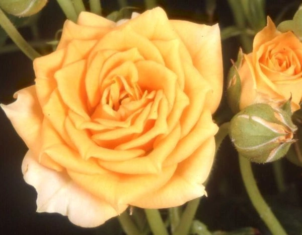 ROSIER Miniature 'CLEMENTINE ® Tanogrew